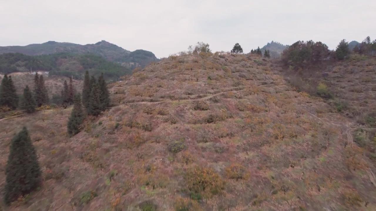 �����족�ɡ����족 ũ���ں�չ����