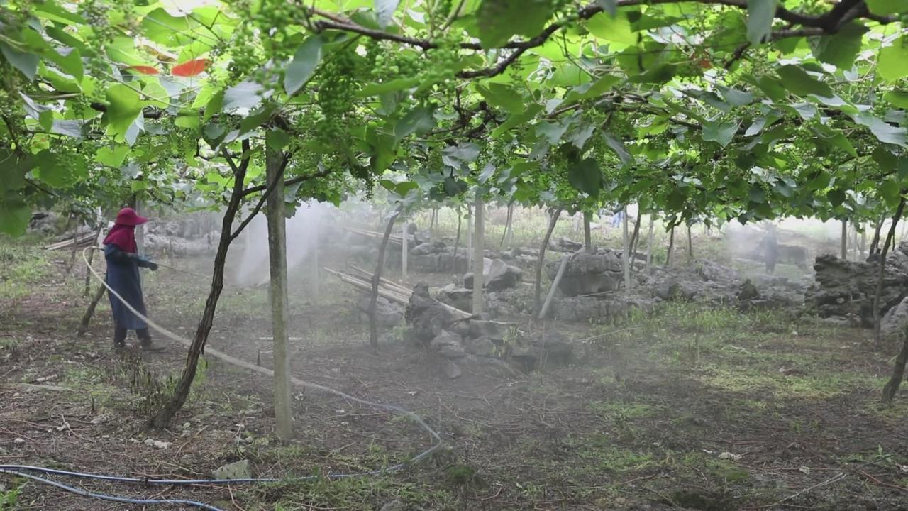 ���Ѽ��ϳ�����֦ͷ ���Ĺܻ��á��ᡱ��