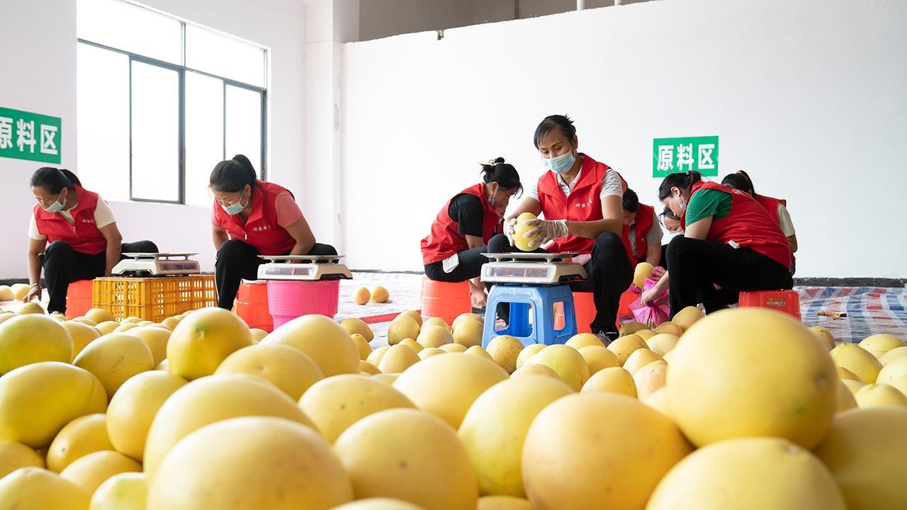 河池全年水果产量或超100万吨